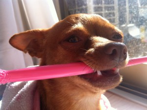 犬の歯磨き写真