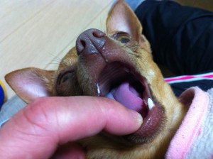 犬の口に指を入れている　小型犬の歯磨きの練習