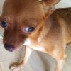 犬の歯周病・口臭予防(2)歯ブラシを使わない歯磨き方法。