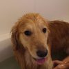 犬のお風呂、シャワーの温度。何度に設定するのが正しいの？