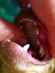 人差し指のあたり、上の 手前奥歯が前臼歯です。 ここに唾液腺があるので、 歯石がつきやすいんです！