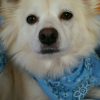 ワンちゃんの名前の付け方で性格が変わるってホント?