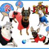 夏祭りに犬を連れてくるのは、マナー違反です。 犬が食べたら危険な物もいっぱいありますよ、気を付けましょう!