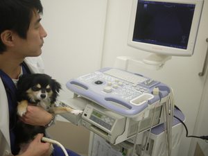 犬　検診