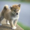 ワンコが寝る時、タオルケットや毛布、布団を掘るのはなぜ? かわいいしぐさだけど、布団はボロボロ!!
