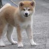 愛犬が唸った時の対処法と、唸るという意味とは?