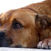 愛犬は肉球マッサージを嫌がりませんか? 　良い解決策は?